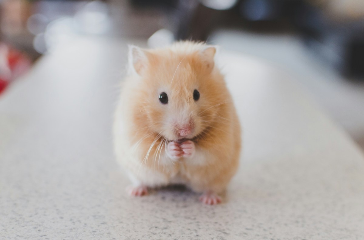 Adopter un hamster comme animal domestique : tout ce qu’il faut savoir (apparence, caractère, alimentation, santé, prix)