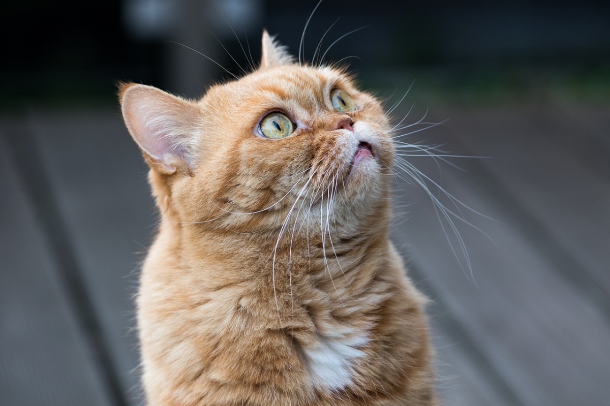Pourquoi les chats oranges sont si spéciaux ?
