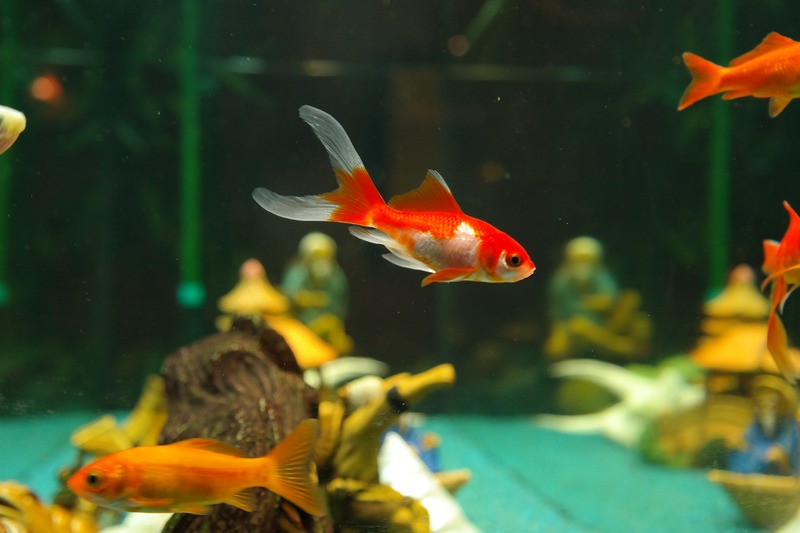 Quels poissons peut-on mettre dans un aquarium ?
