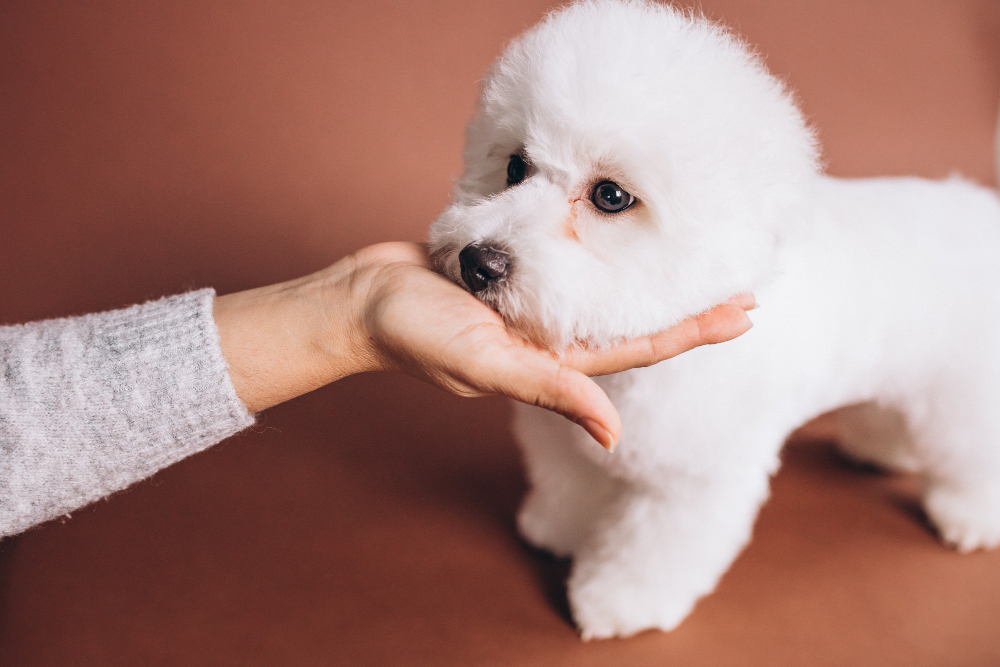 Adopter un bichon maltais : tout savoir sur cet adorable petit chien (apparence, caractère, santé, alimentation, prix)