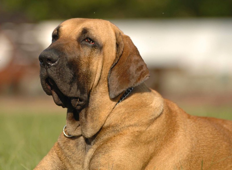 Adopter un Fila Brasileiro, tout savoir sur le plus célèbre des chiens brésiliens (apparence, caractère, prix)