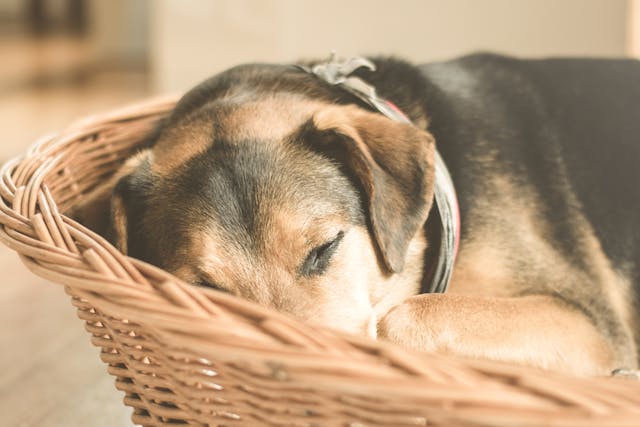 Le bien-être canin : l’importance d’un bon repos